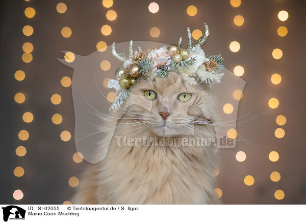 Maine-Coon-Mischling / SI-02055