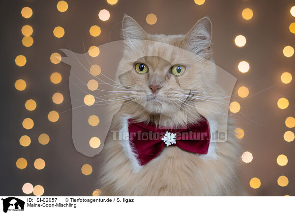 Maine-Coon-Mischling / Maine-Coon-Cross / SI-02057