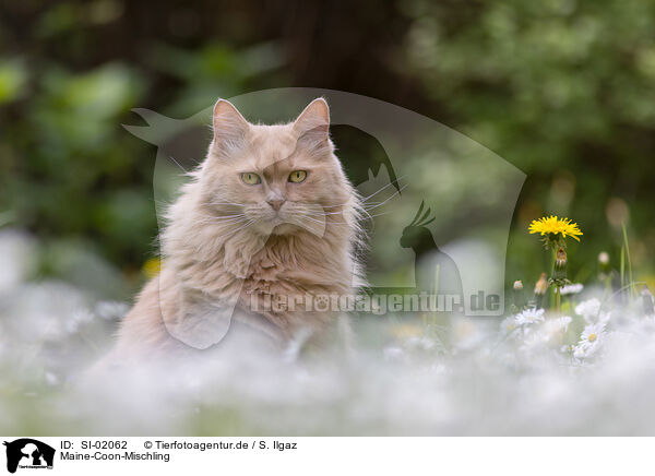 Maine-Coon-Mischling / Maine-Coon-Cross / SI-02062