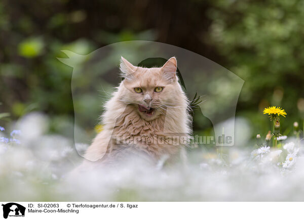 Maine-Coon-Mischling / SI-02063