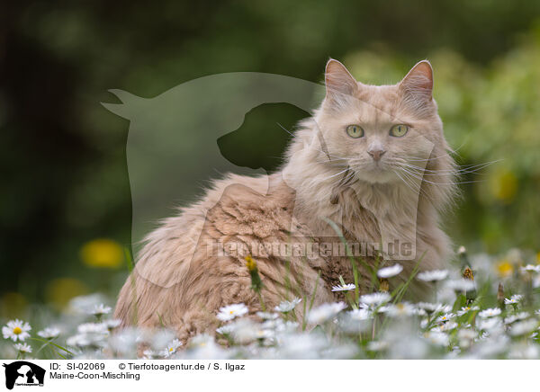 Maine-Coon-Mischling / SI-02069