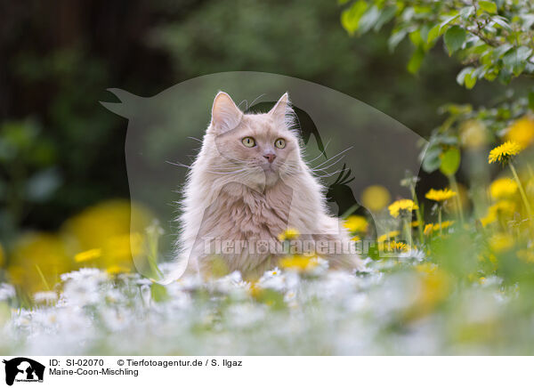 Maine-Coon-Mischling / Maine-Coon-Cross / SI-02070