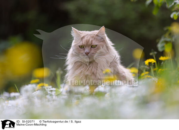 Maine-Coon-Mischling / SI-02071
