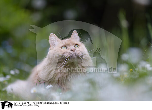Maine-Coon-Mischling / SI-02075