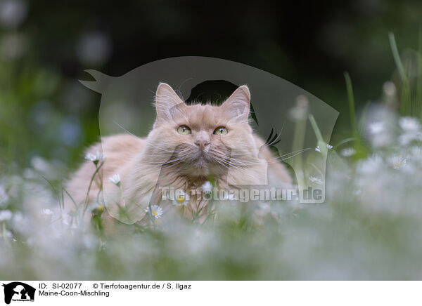 Maine-Coon-Mischling / Maine-Coon-Cross / SI-02077