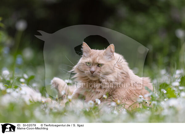 Maine-Coon-Mischling / SI-02078