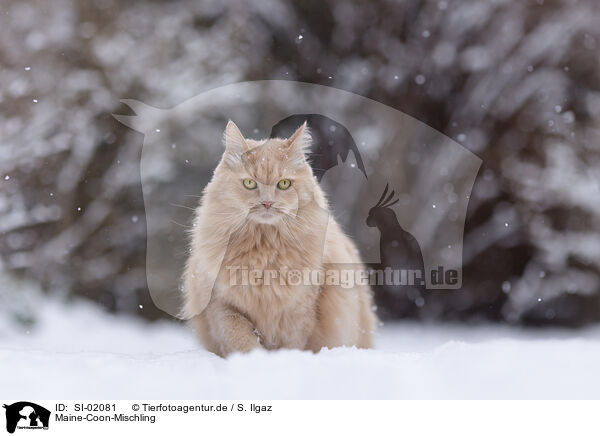 Maine-Coon-Mischling / Maine-Coon-Cross / SI-02081