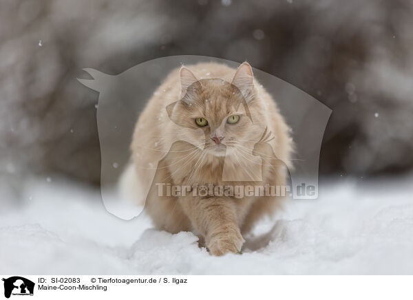 Maine-Coon-Mischling / Maine-Coon-Cross / SI-02083