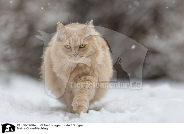 Maine-Coon-Mischling / Maine-Coon-Cross / SI-02084