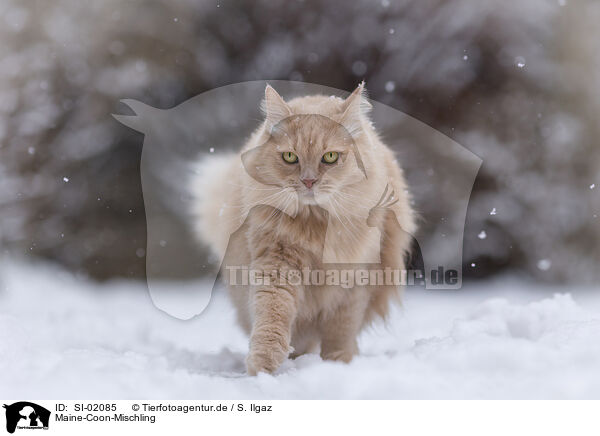 Maine-Coon-Mischling / SI-02085