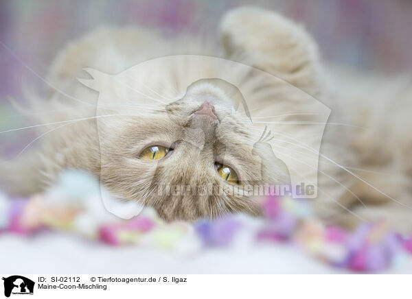 Maine-Coon-Mischling / SI-02112