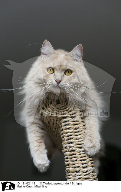 Maine-Coon-Mischling / Maine-Coon-Cross / SI-02113