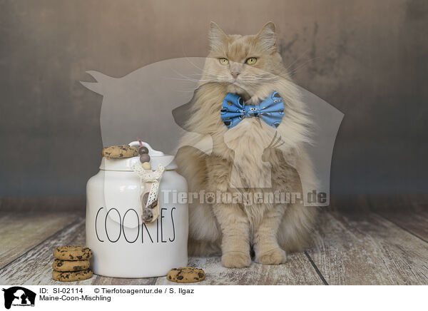 Maine-Coon-Mischling / Maine-Coon-Cross / SI-02114