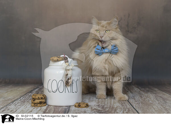 Maine-Coon-Mischling / Maine-Coon-Cross / SI-02115
