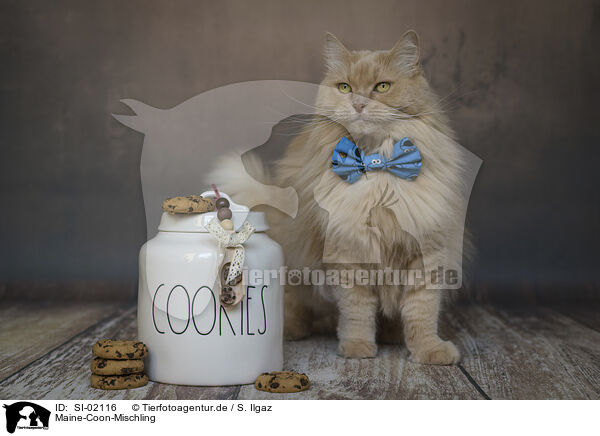 Maine-Coon-Mischling / SI-02116