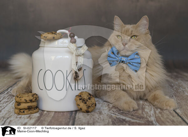 Maine-Coon-Mischling / SI-02117