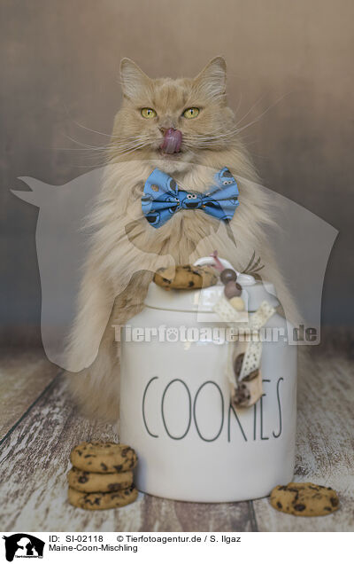 Maine-Coon-Mischling / SI-02118