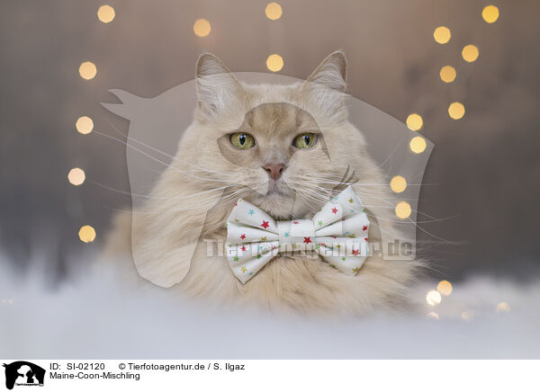 Maine-Coon-Mischling / SI-02120