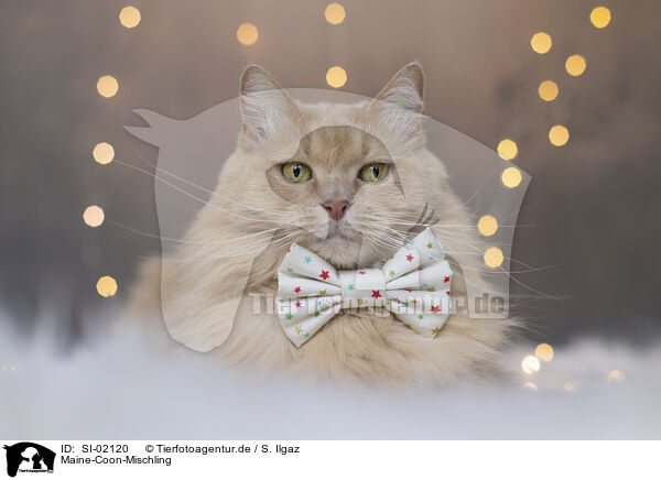 Maine-Coon-Mischling / Maine-Coon-Cross / SI-02120