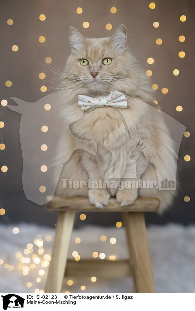 Maine-Coon-Mischling / SI-02123