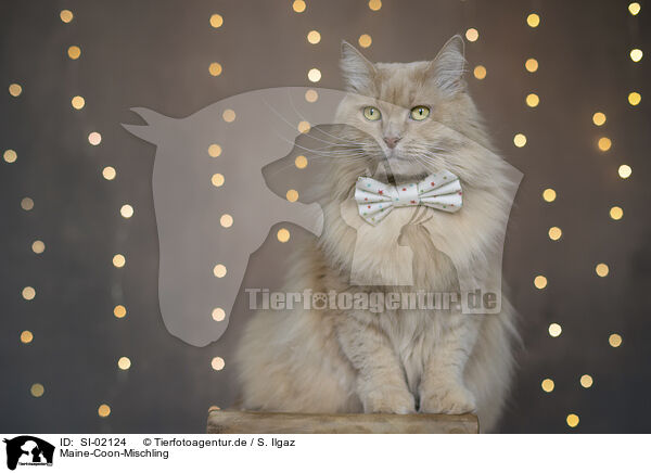 Maine-Coon-Mischling / Maine-Coon-Cross / SI-02124