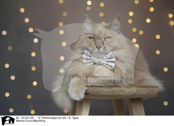 Maine-Coon-Mischling / Maine-Coon-Cross / SI-02126