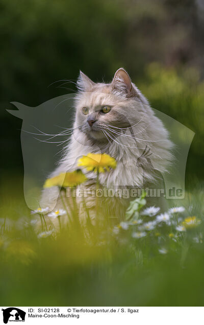 Maine-Coon-Mischling / SI-02128