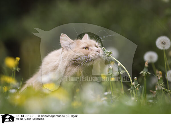 Maine-Coon-Mischling / SI-02130