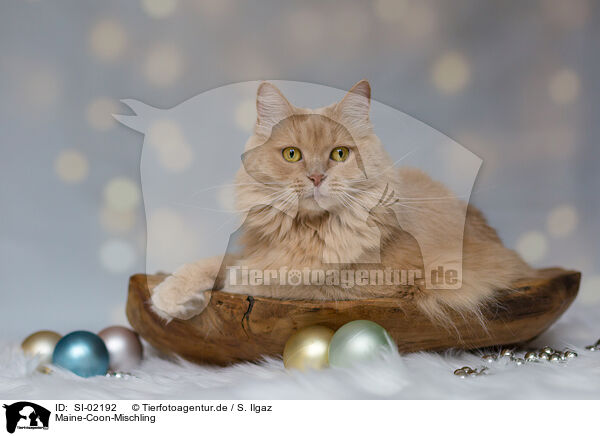 Maine-Coon-Mischling / Maine-Coon-Cross / SI-02192