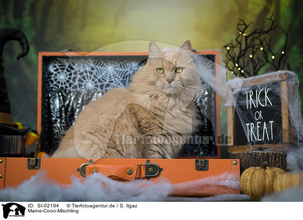 Maine-Coon-Mischling / Maine-Coon-Cross / SI-02194
