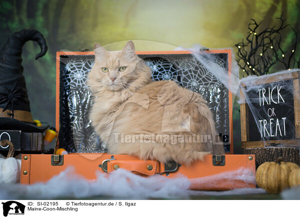 Maine-Coon-Mischling / SI-02195