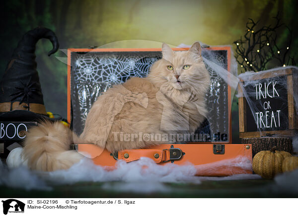Maine-Coon-Mischling / SI-02196