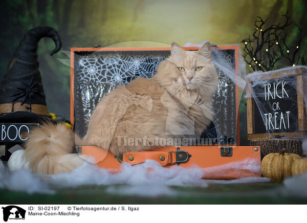 Maine-Coon-Mischling / SI-02197