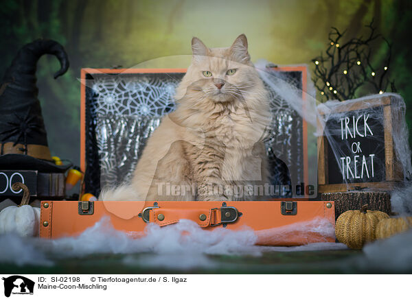 Maine-Coon-Mischling / SI-02198