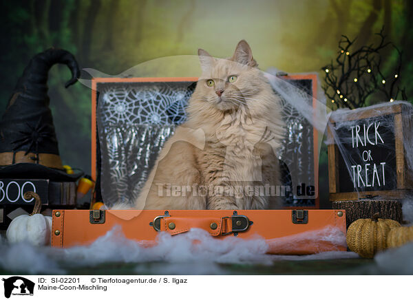 Maine-Coon-Mischling / SI-02201