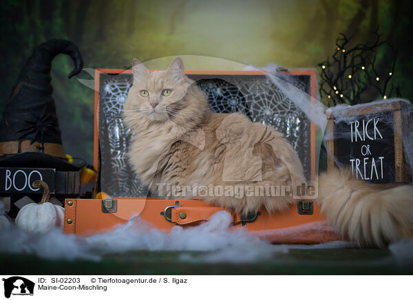 Maine-Coon-Mischling / SI-02203