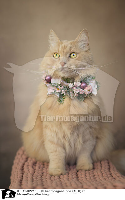 Maine-Coon-Mischling / Maine-Coon-Cross / SI-02216