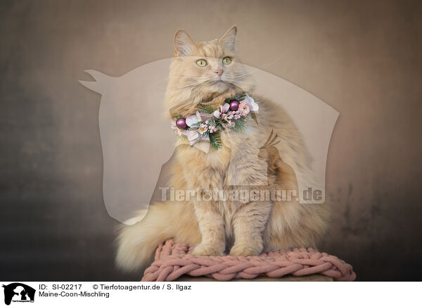 Maine-Coon-Mischling / SI-02217