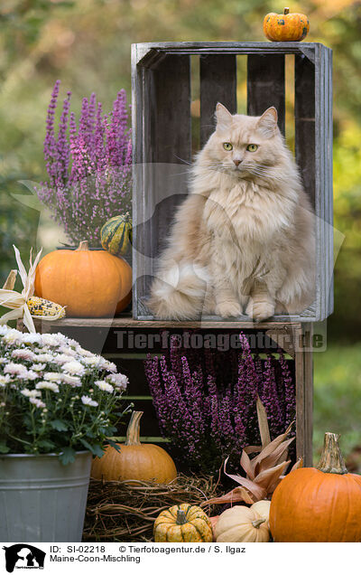 Maine-Coon-Mischling / Maine-Coon-Cross / SI-02218
