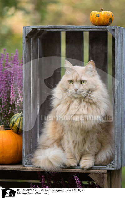 Maine-Coon-Mischling / Maine-Coon-Cross / SI-02219