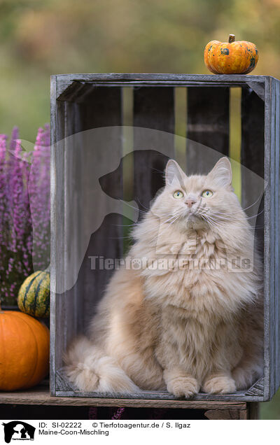 Maine-Coon-Mischling / SI-02222