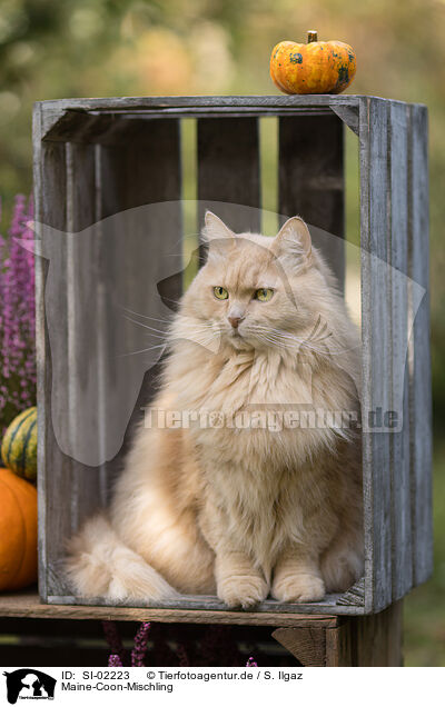 Maine-Coon-Mischling / SI-02223