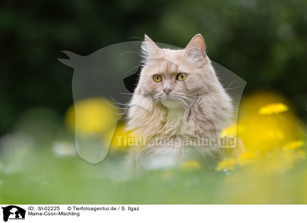Maine-Coon-Mischling / SI-02225