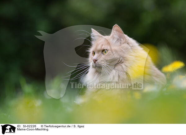 Maine-Coon-Mischling / SI-02226