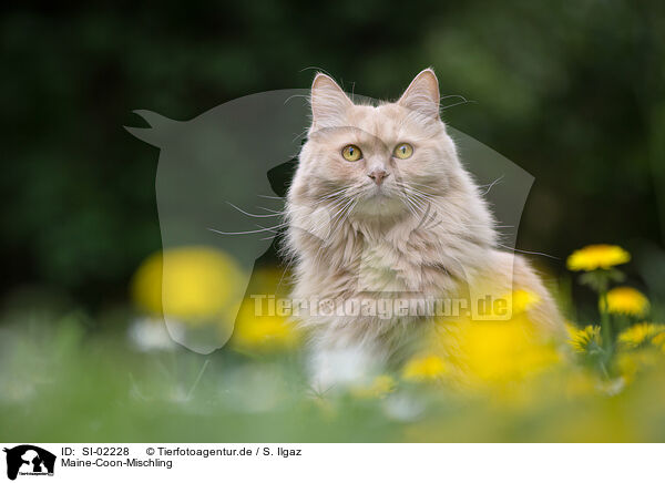 Maine-Coon-Mischling / SI-02228