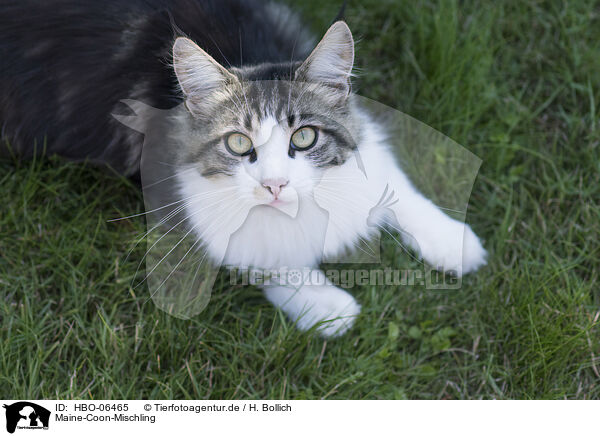 Maine-Coon-Mischling / Maine-Coon-Cross / HBO-06465