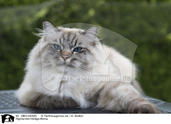 Highlander-Heilige-Birma / Highlander-Sacred-Birman / HBO-06485