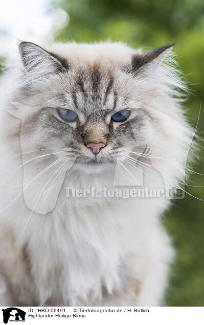 Highlander-Heilige-Birma / Highlander-Sacred-Birman / HBO-06491