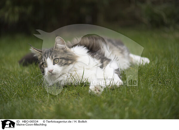 Maine-Coon-Mischling / Maine-Coon-Cross / HBO-06534
