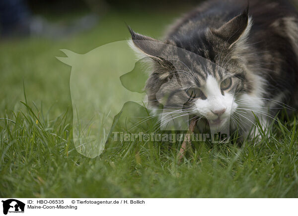 Maine-Coon-Mischling / Maine-Coon-Cross / HBO-06535